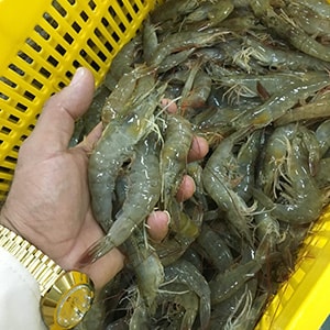 Farmed Headon Vannamei Shrimp - Mah Protein