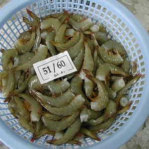 Frozen Farmed Peeled Deveined Vannamei Shrimp - Mah Protein
